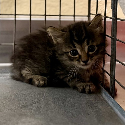BEAN, an adoptable Domestic Medium Hair in Fort Myers, FL