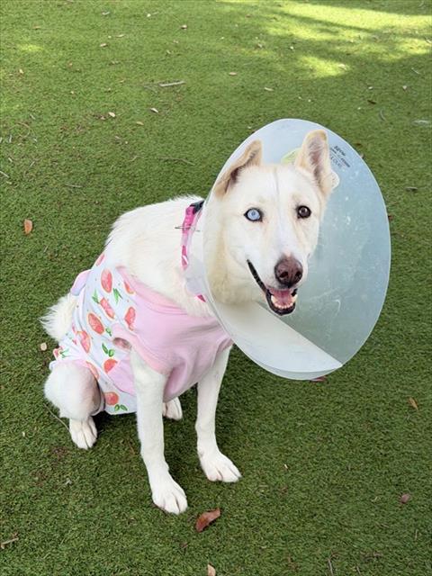 LUNA, an adoptable Siberian Husky in Fort Myers, FL