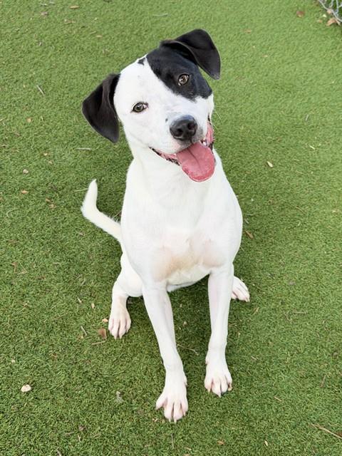 RALPH, an adoptable German Shorthaired Pointer in Fort Myers, FL