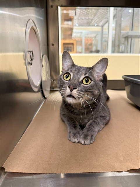 JACK, an adoptable Domestic Short Hair in Fort Myers, FL