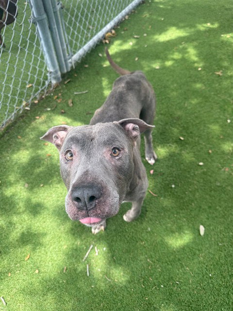 CHOP-CHOP, an adoptable American Staffordshire Terrier in Fort Myers, FL