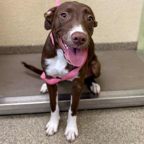 JULIE, an adoptable Pit Bull Terrier in Fort Myers, FL