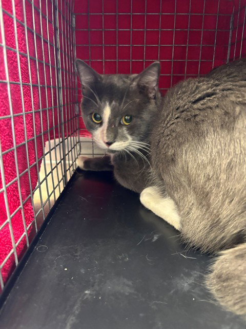 PAYDAY, an adoptable Domestic Short Hair in Fort Myers, FL