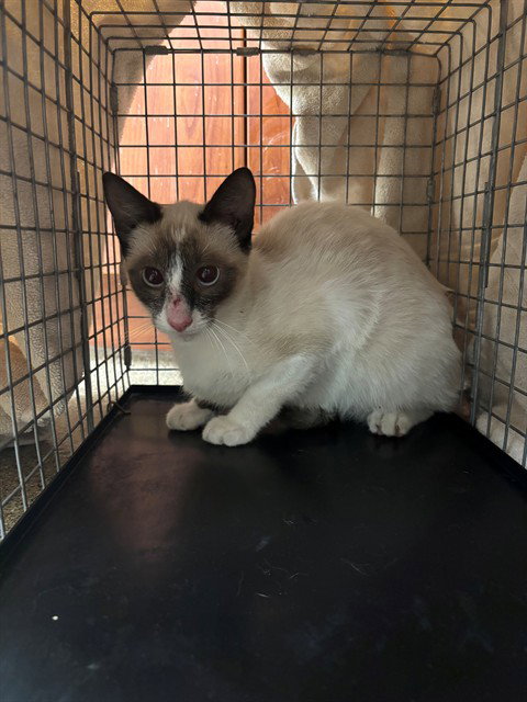 SNICKERS, an adoptable Siamese in Fort Myers, FL