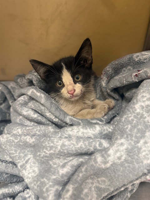 FINN, an adoptable Domestic Short Hair in Fort Myers, FL