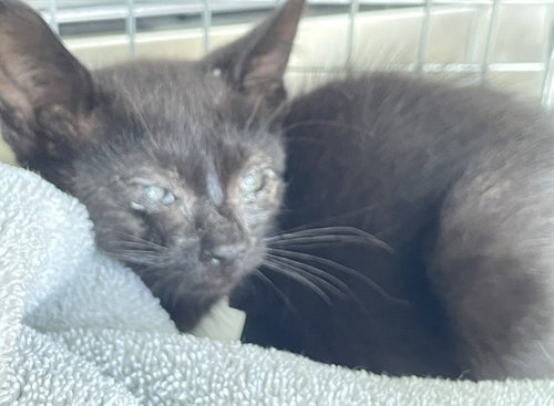 JASMINE, an adoptable Domestic Short Hair in Fort Myers, FL