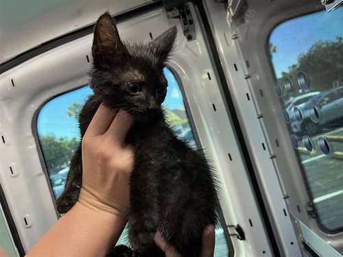 LIBERTY, an adoptable Domestic Short Hair in Fort Myers, FL