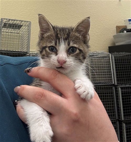 BAMBAM, an adoptable Domestic Short Hair in Fort Myers, FL