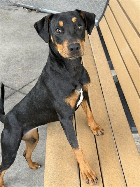 XENA, an adoptable Doberman Pinscher in Fort Myers, FL