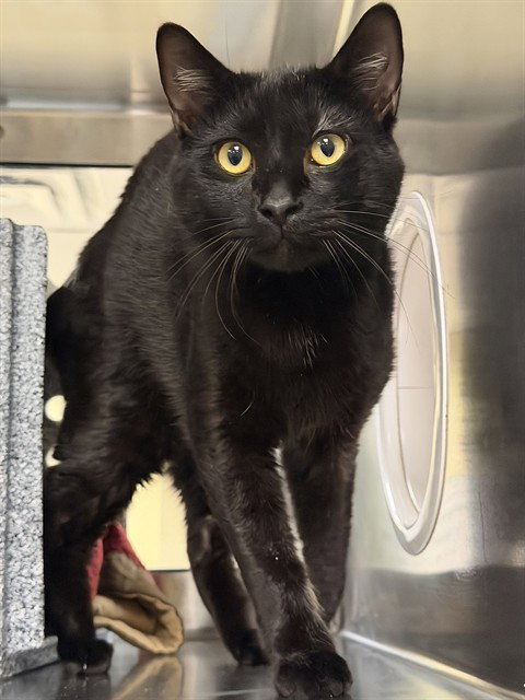 WALLY, Adult Domestic Short Hair (medium coat), cat for adoption in North Port, Florida