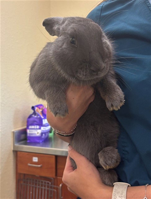 THUMPER