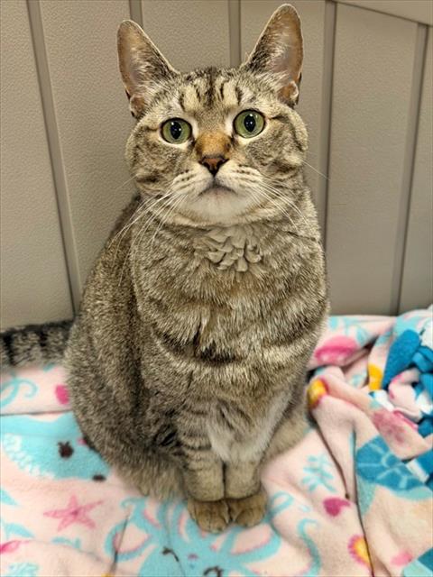 SHELBY, Senior Domestic Short Hair (medium coat), cat for adoption in North Port, Florida