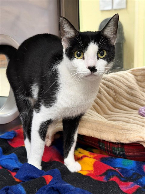 SCARLET, Young Domestic Short Hair (medium coat), cat for adoption in North Port, Florida