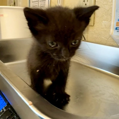 WILBUR, Baby Domestic Short Hair (medium coat), cat for adoption in Cape Coral, Florida