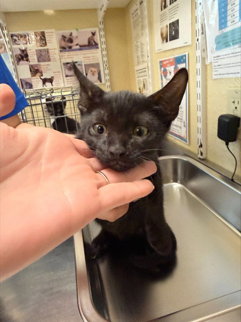 BRUNO, Baby Domestic Short Hair (medium coat), cat for adoption in Cape Coral, Florida