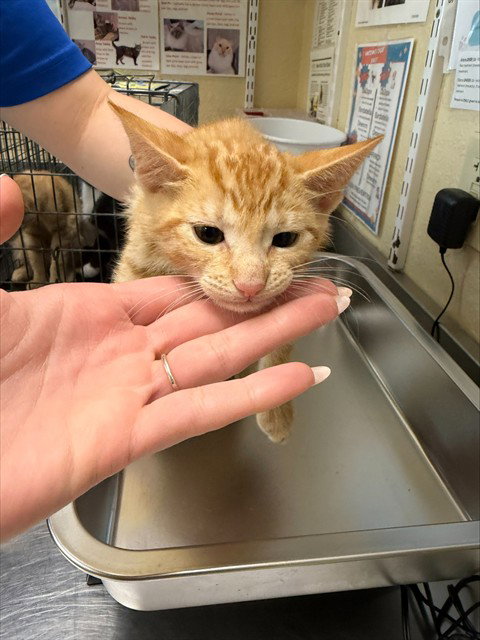 CHIPS, Baby Domestic Short Hair (medium coat), cat for adoption in Cape Coral, Florida