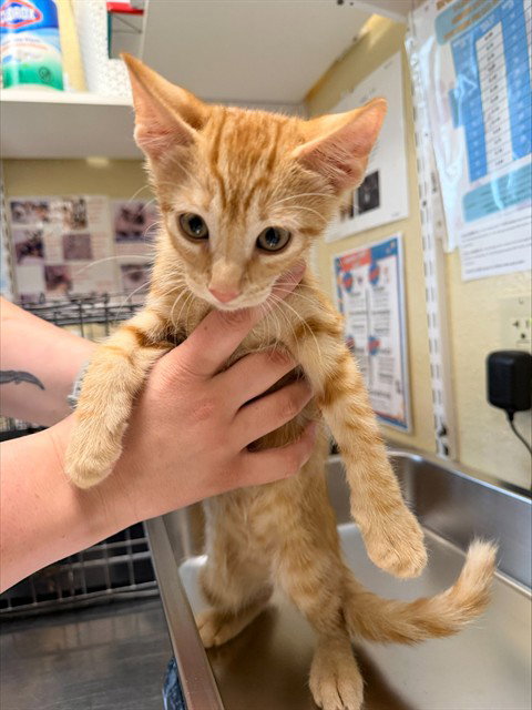FISH, Baby Domestic Short Hair (medium coat), cat for adoption in Cape Coral, Florida