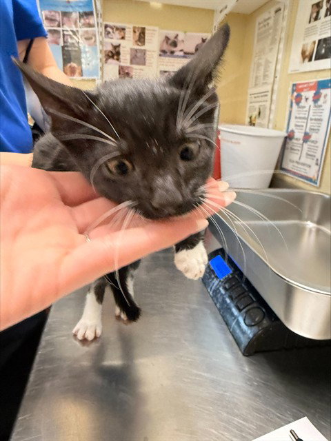 JOSH, Baby Domestic Short Hair (medium coat), cat for adoption in Cape Coral, Florida