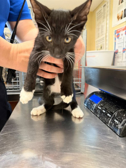 JUBAL, Baby Domestic Short Hair (medium coat), cat for adoption in Cape Coral, Florida