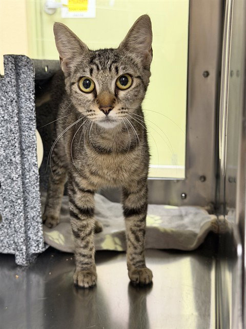 STACEY, Young Domestic Short Hair (medium coat), cat for adoption in Fort Myers, Florida