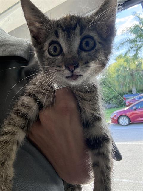 TIGER LILY