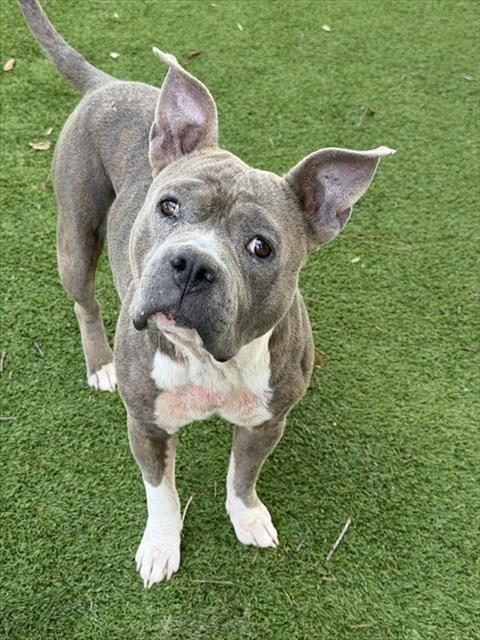 MINNIE, an adoptable American Staffordshire Terrier in Fort Myers, FL
