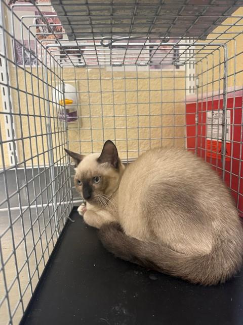 FETTUCCINE, Young Siamese (medium coat), cat for adoption in North Port, Florida