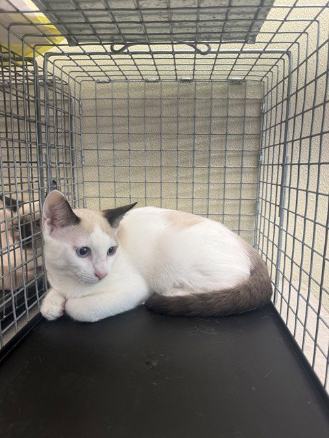 ALFREDO, Young Snowshoe (medium coat), cat for adoption in North Port, Florida