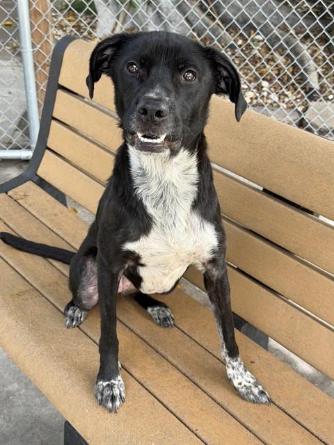 PEACHES, an adoptable Labrador Retriever in Fort Myers, FL