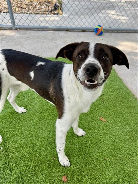PHOENIX, an adoptable Border Collie in Fort Myers, FL