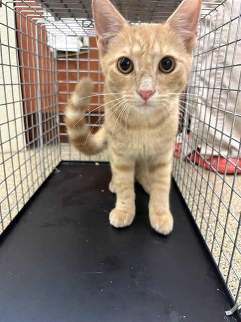 LOUIE