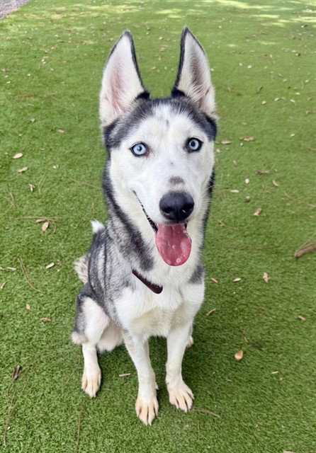 YUKI, an adoptable Siberian Husky in Fort Myers, FL