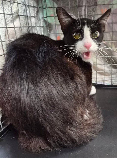 MARCO