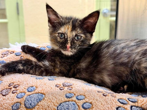 LIBBY, an adoptable Domestic Short Hair in Fort Myers, FL