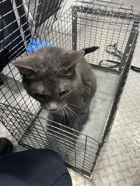 ROXIE, Senior Domestic Short Hair (medium coat), cat for adoption in Fort Myers, Florida