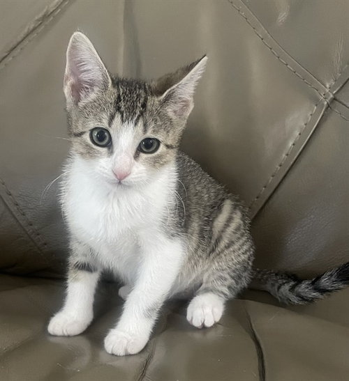 PEARL, Baby Domestic Short Hair (medium coat), cat for adoption in Fort Myers, Florida