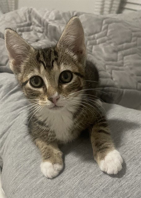 GINGER, Baby Domestic Short Hair (medium coat), cat for adoption in Fort Myers, Florida