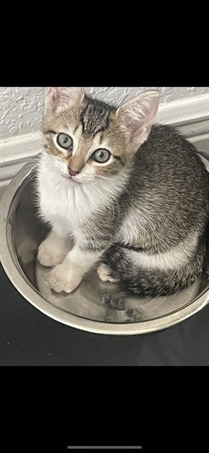 PIXIE, Baby Domestic Short Hair (medium coat), cat for adoption in Fort Myers, Florida