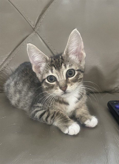 ASTRO, Baby Domestic Short Hair (medium coat), cat for adoption in Fort Myers, Florida