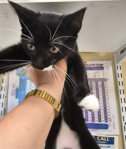 SALLY, Baby Domestic Short Hair (medium coat), cat for adoption in Fort Myers, Florida