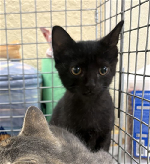 BROOKE, Baby Domestic Short Hair (medium coat), cat for adoption in Fort Myers, Florida
