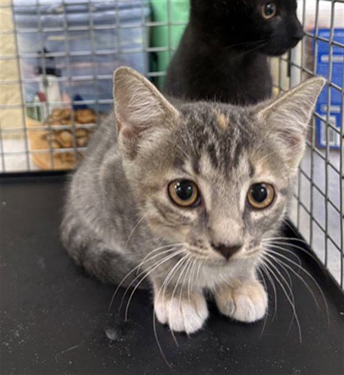 LIZ, Baby Domestic Short Hair (medium coat), cat for adoption in Fort Myers, Florida