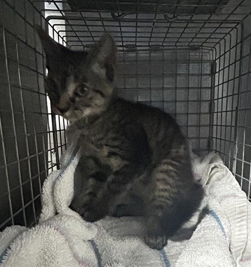 SADIE, Baby Domestic Short Hair (medium coat), cat for adoption in Fort Myers, Florida