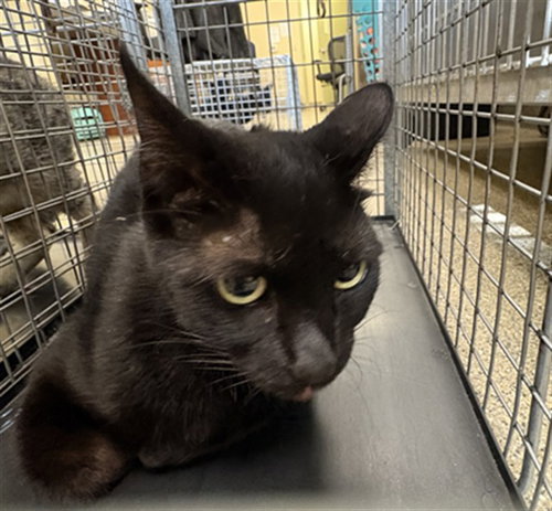 MACIE, Adult Domestic Short Hair (medium coat), cat for adoption in Fort Myers, Florida