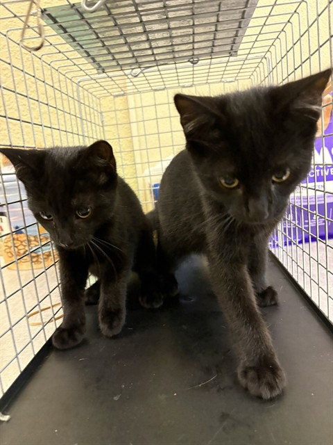 ROSIE, Baby Domestic Short Hair (medium coat), cat for adoption in Fort Myers, Florida