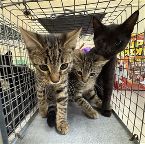 ZANE, Baby Domestic Short Hair (medium coat), cat for adoption in Fort Myers, Florida