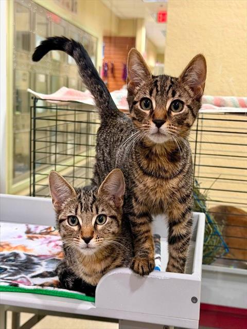 ZANE, an adoptable Domestic Short Hair in Fort Myers, FL