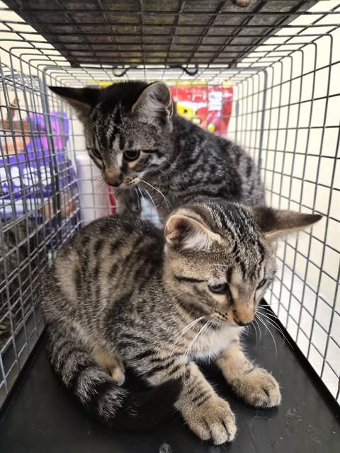 DALTON, Baby Domestic Short Hair (medium coat), cat for adoption in Fort Myers, Florida