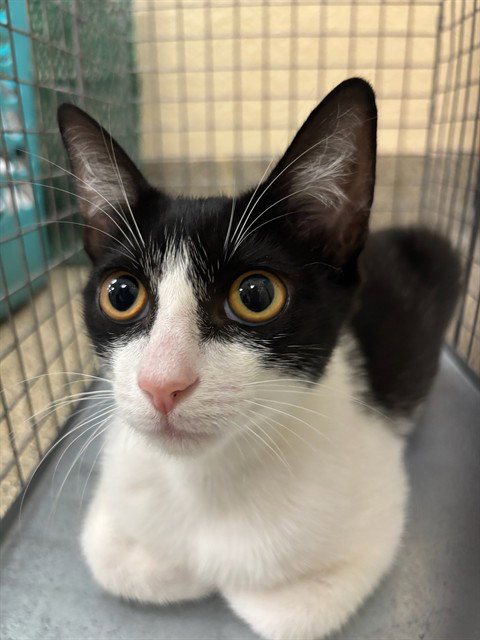 LAYLA, Young Domestic Short Hair (medium coat), cat for adoption in Fort Myers, Florida