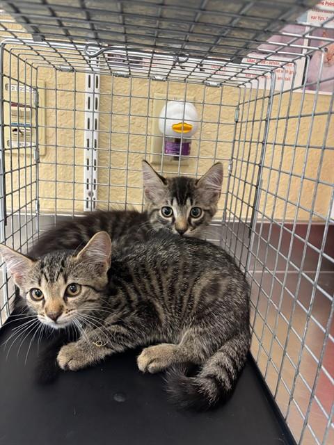 LIBBY, Baby Domestic Short Hair (medium coat), cat for adoption in Bonita Springs, Florida